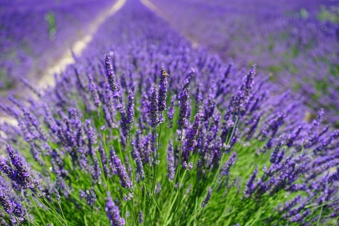 lavender-field-1595587_960_720